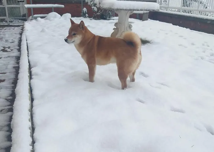 La Piazzetta Del Sole *